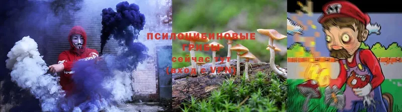 Галлюциногенные грибы Psilocybe Верещагино